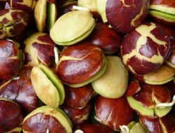 Harga Jengkol Tembus Rp 50 Ribu Per Kilogram di Pasar Baru Bekasi