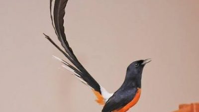 23 Burung Murai Batu Dicuri, Warga Mustikajaya Rugi Rp 1,4 Miliar