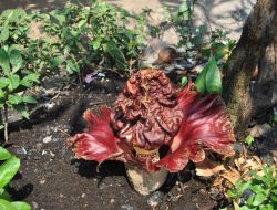 Tumbuh di Halaman Sekolah, Bunga Bangkai Bikin Geger