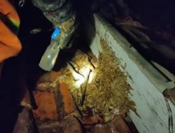 Pria Paruh Baya di Bekasi Tewas Diserang Tawon Ndas