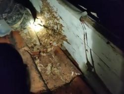 Kronologis Tewasnya Kakek Sutarma: Sempat Berendam di Air Usai Diserang Tawon