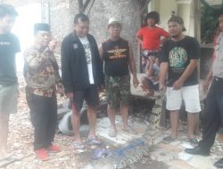 Hendak Cari Cacing, Saman Malah Bertemu Buaya Muara di Saluran Air Bekasi