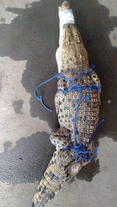 Disdamkarmat Bekasi Evakuasi Buaya Muara Terlantar di Rumah Kosong