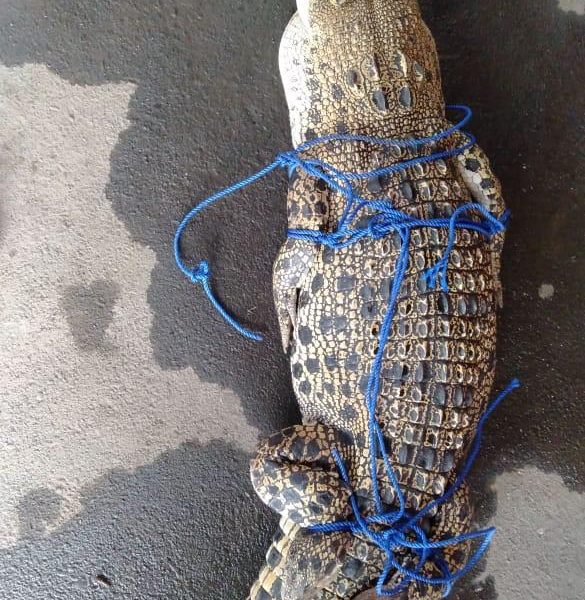 Bekasi - Buaya Muara