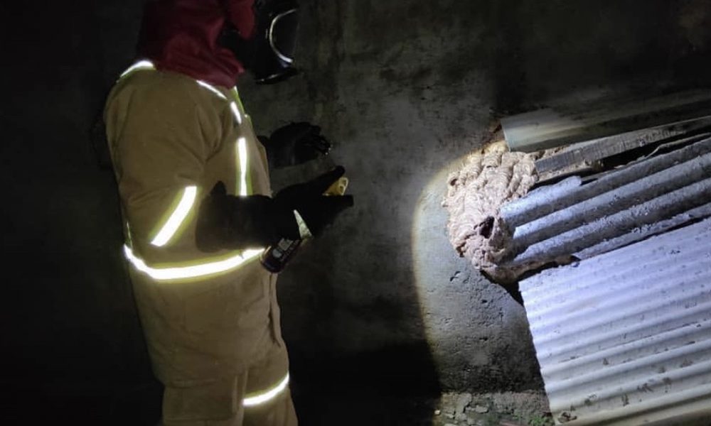 Disdamkar Bekasi Evakuasi 4 Sarang Tawon Ndas dalam Semalam