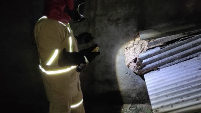 Disdamkar Bekasi Evakuasi 4 Sarang Tawon Ndas dalam Semalam