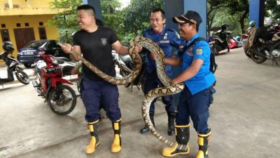 Selama Banjir, Damkar Kota Bekasi Evakuasi Puluhan Ular dari Berbagai Jenis