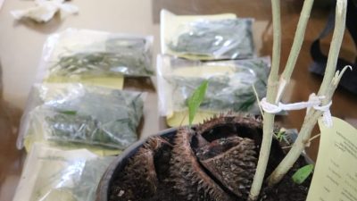 Tanam Ganja di Kamar Kos, Supermen dan Temannya Diciduk Polisi