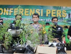 7 Sindikat Narkoba Ditangkap, Polisi Sita 34 Tanaman Pohon Ganja