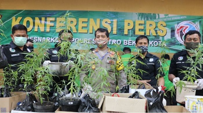 7 Sindikat Narkoba Ditangkap, Polisi Sita 34 Tanaman Pohon Ganja