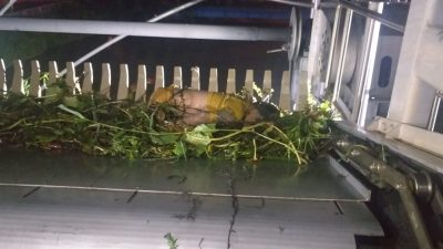 Jasad Balita tersangkut sampah di Kali Bekasi. Foto: (ist)