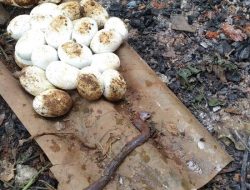 Merinding! Puluhan Telur Ular Ditemukan di Gudang Rumah Warga Bekasi
