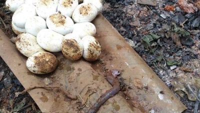 Penemuan telur ular di gudang rumah milik warga Mustikajaya. Foto: Istimewa