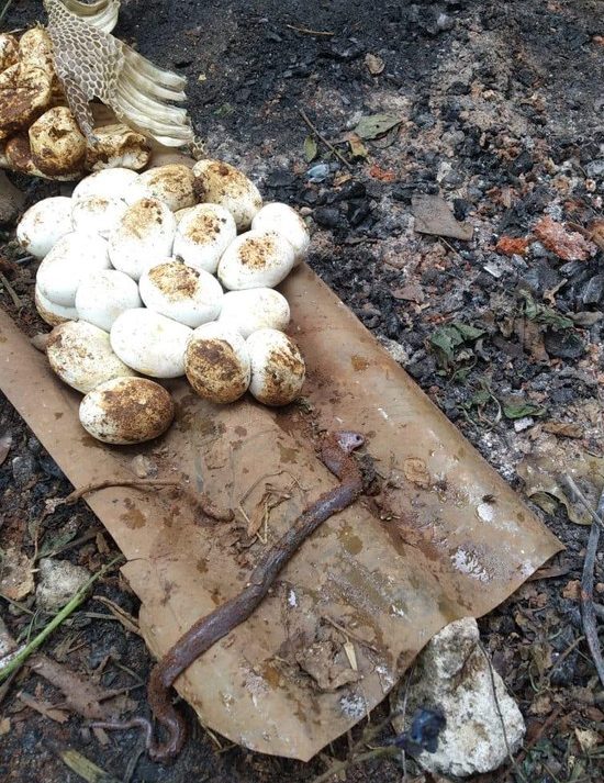 Penemuan telur ular di gudang rumah milik warga Mustikajaya. Foto: Istimewa