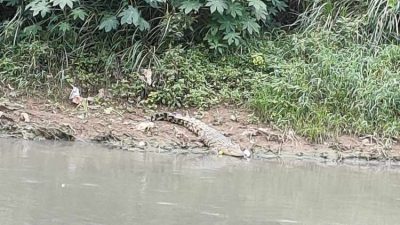 Penampakan Buaya Muara di Tepi Kali CBL, Selasa (19/1/2021). Foto: (Ist)