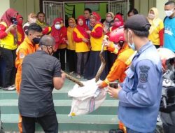 Benahi Jaringan Listrik, Pak Guru Kaget Ada Ular Sanca di Plafon SDN Margajaya 1