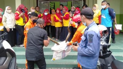 Ular Sanca Kembang saat dievakuasi oleh reque disdamkar kota bekasi. Foto: (ist)