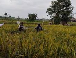 Hama Wereng Serang Pertanaman Padi di Bekasi