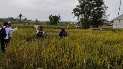 Hama Wereng Serang Pertanaman Padi di Bekasi