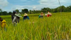 Kabupaten Bekasi - Lahan Pertanian Padi di Kabupaten Bekasi. Foto: (Ist)
