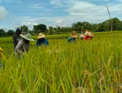 Distan Kabupaten Bekasi Siapkan 43,8 Ton Benih Padi untuk Petani Terdampak Banjir