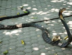Lolos Dari Maut, Pria Bekasi Ini Nyaris Dipatok Ular Cobra