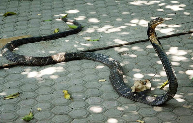 Atraksi gagal sang pawang tewas digigit ular cobra