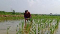 Hadapi Kemarau dan Ancaman Kekeringan 1.000 Hektare Sawah, Pemkab Bekasi Kebut Normalisasi Sungai di Sukatani