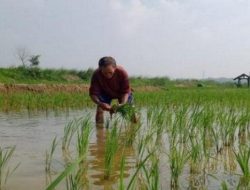 Pemkab Bekasi Beri Bantuan 173 Ton Benih Padi ke Petani Korban Pasca Banjir