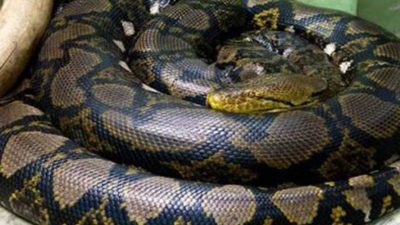 Ilustrasi ular sanca