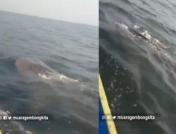 Viral Puluhan Hiu Tutul Muncul di Perairan Muaragembong
