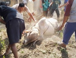 Kota Bekasi Kekurangan Ribuan Hewan Kurban