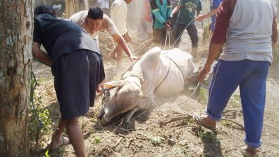 Begini Aturan Pemotongan Hewan Kurban di Bekasi