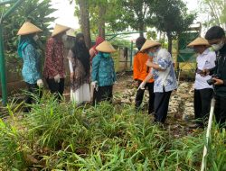 Bareng Kader, Plt Ketua TP PKK Panen Jahe dan Jambu kristal