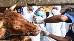 Pemeriksaan kesehatan hewan ternak
