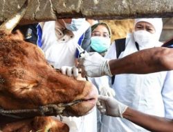 Jelang Iduladha, Pemkot Bekasi Sisir Lapak Kurban dan Libatkan Mahasiswa IPB Awasi Pemotongan
