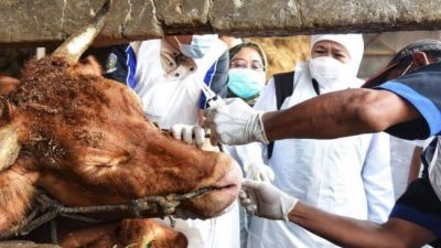 Jelang Iduladha, Pemkot Bekasi Sisir Lapak Kurban dan Libatkan Mahasiswa IPB Awasi Pemotongan