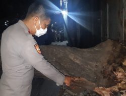 Pemotor Tewas Tertimpa Pohon Kedondong yang Tumbang di Cikarang