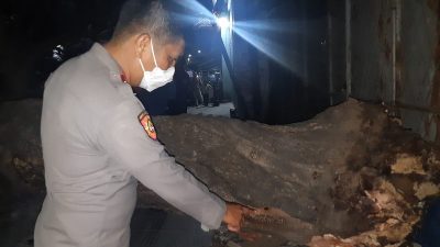 Polisi mengecek lokasi pohon kedondong yang tumbang dan menimpa pemotor sampai tewas