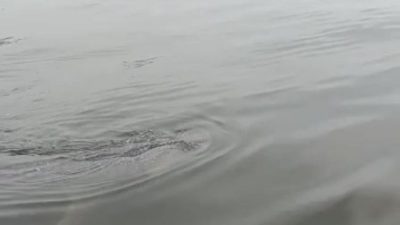 Hiu Paus di Perairan Muragembong. Foto: tangkapan layar video