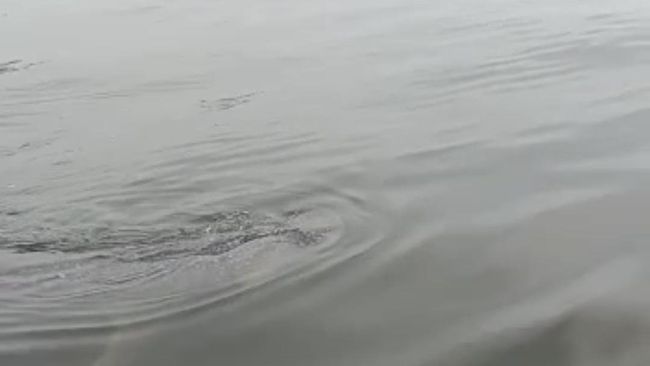 Hiu Paus di Perairan Muragembong. Foto: tangkapan layar video