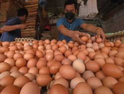 Jelang Nataru, Harga Telur Ayam Merangkak Naik hingga Tembus Rp33.000 Per Kilogram