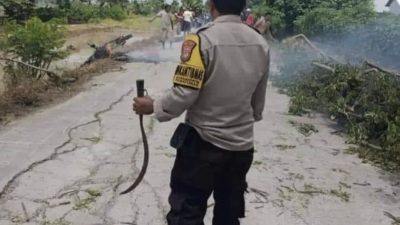 Bhabinkamtibmas mengamankan barang bukti berupa celurit yang digunakan duo begal saat beraksi. Foto: Ist