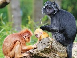 Pemkab Bekasi Tetapkan 6 Flora dan Fauna Sebagai Ikon Daerah