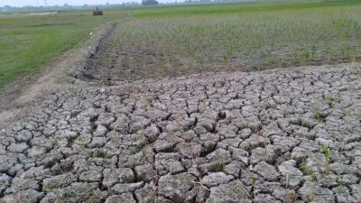 Kekeringan sawah di Tambelang, Kabupaten Bekasi.