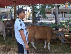 Sapi Berbobot 500 Kg Dipersipakan Jelang Idul Adha di Bekasi