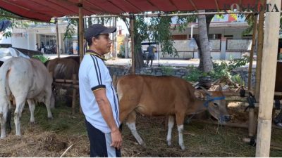 Burhanudin penjual sapi kurban di Bekasi Utara