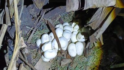 Penampakan telur ular yang dievakuasi Disdamkarmat Kota Bekasi. Foto: Ist