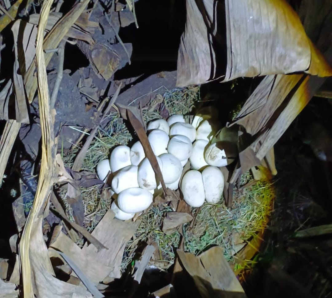 Penampakan telur ular yang dievakuasi Disdamkarmat Kota Bekasi. Foto: Ist