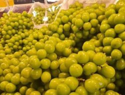 Peredaran Anggur Shine Muscat di Kota Bekasi Diawasi